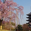 東寺　五重塔　桜