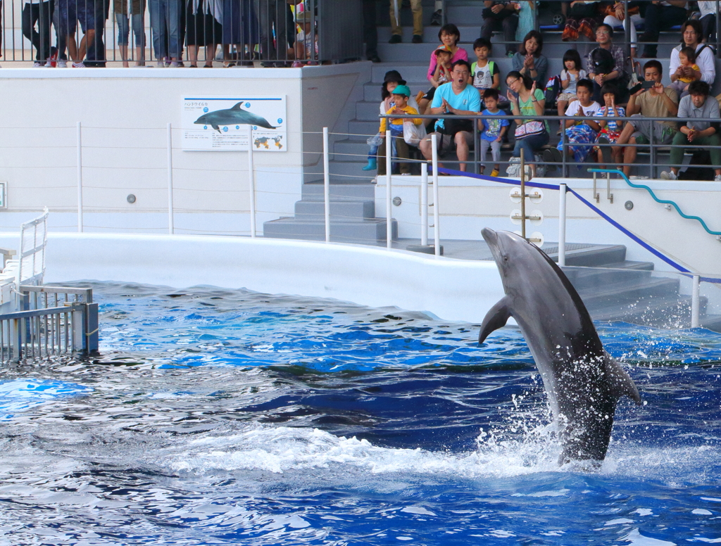 京都水族館のイルカショー