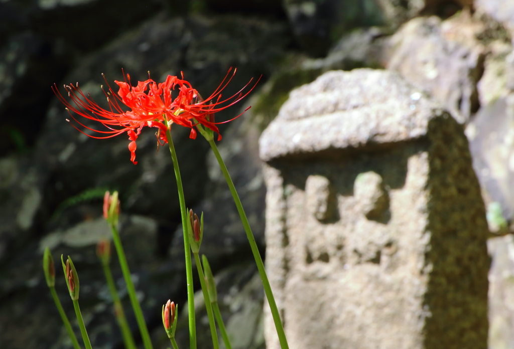 石仏の前に赤い花