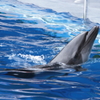 京都水族館のイルカショー