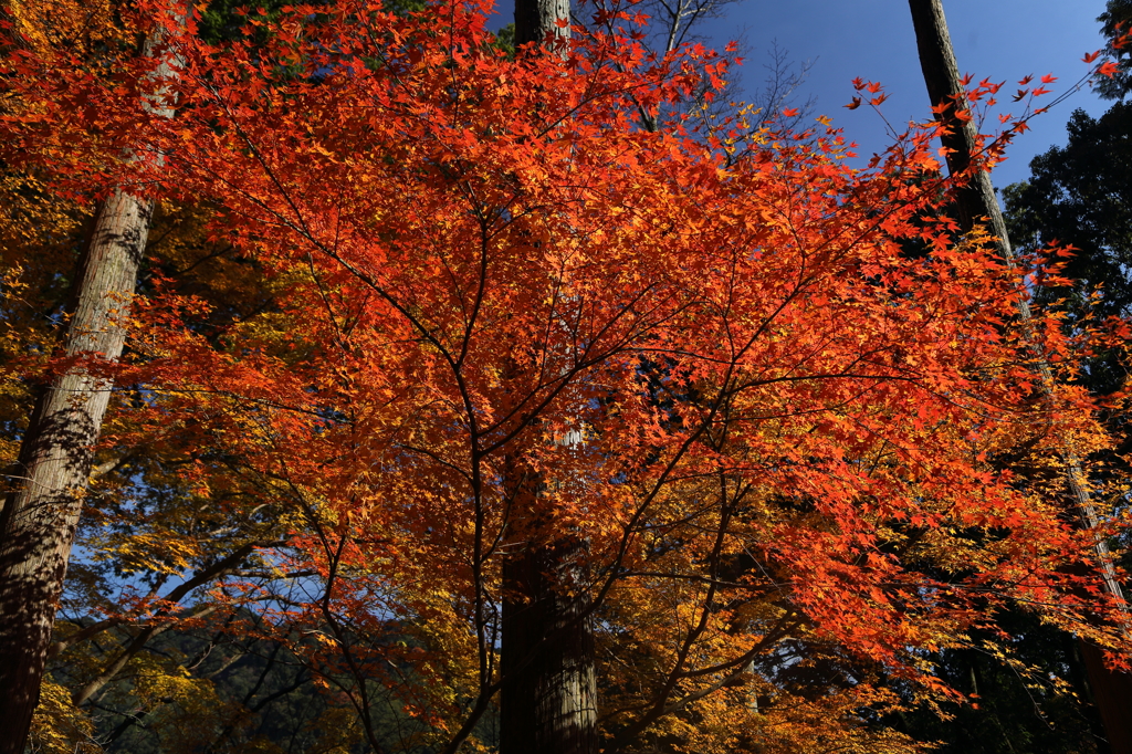 奈良長谷寺の紅葉