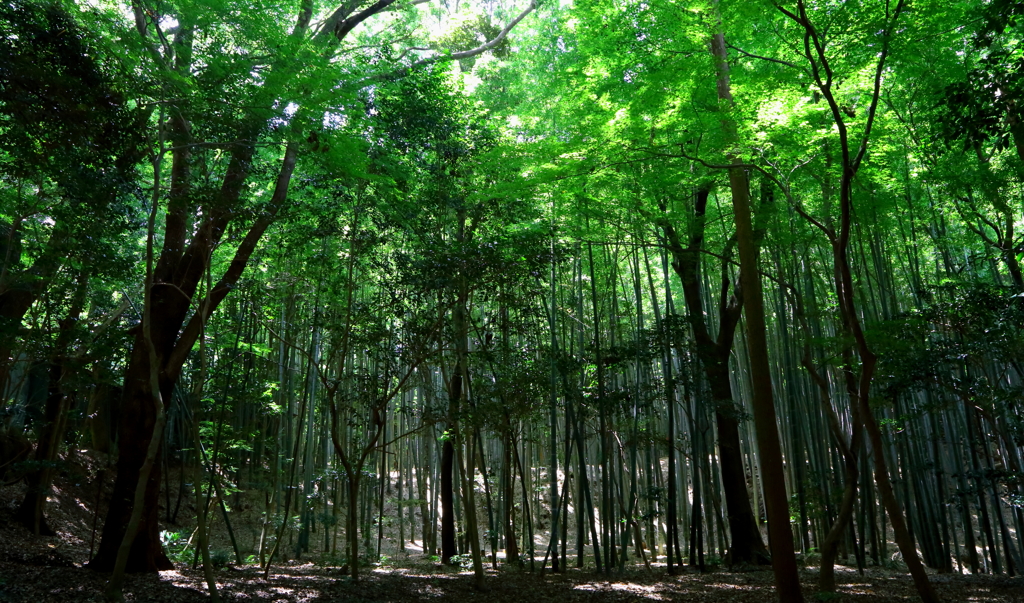 八幡山の竹林