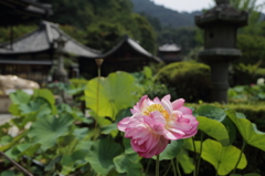 三室戸寺