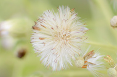 Fluff