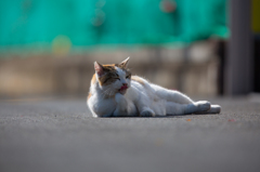 ねこを600mmで撮る