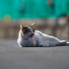 ねこを600mmで撮る