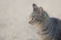ねこ！