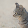 ねこ！