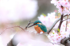 桜カワセミ5
