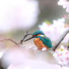 桜カワセミ5