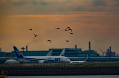 夕暮れ鳥さん