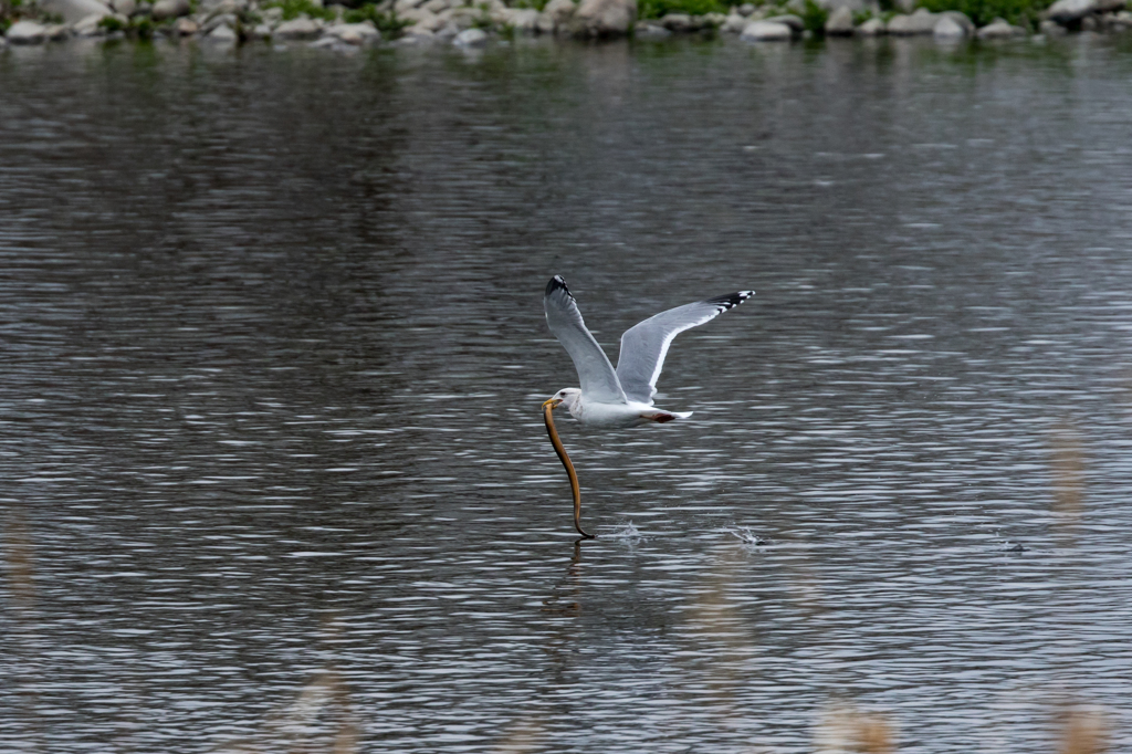 カモメウナギ？