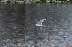 カモメウナギ？