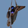 2016 百里基地航空祭　4