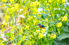 菜の花とカワセミ