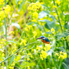 菜の花とカワセミ