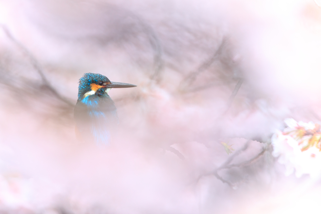 桜カワセミ4