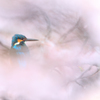 桜カワセミ4