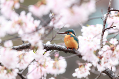 桜カワセミ2