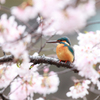 桜カワセミ2