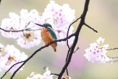 桜カワセミ1