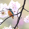 桜カワセミ1