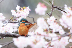 桜カワセミ3