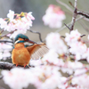 桜カワセミ3