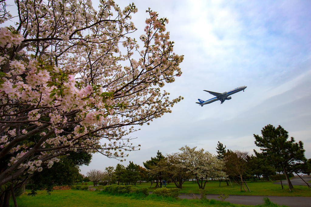 桜とヒコーキ