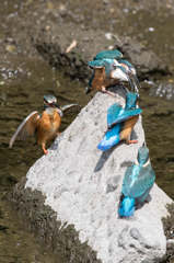 カワセミの家族(^^)