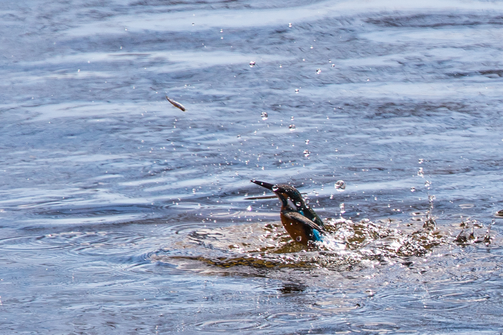 飛ぶ魚と泳ぐ鳥