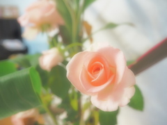 柔らかい薔薇