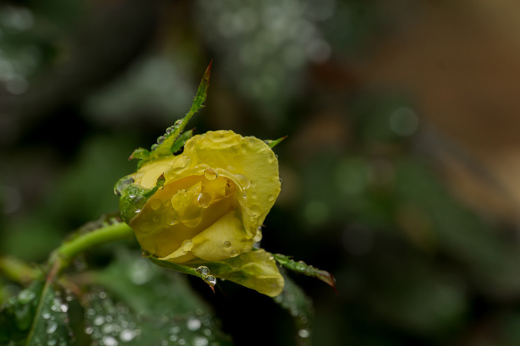 雫薔薇