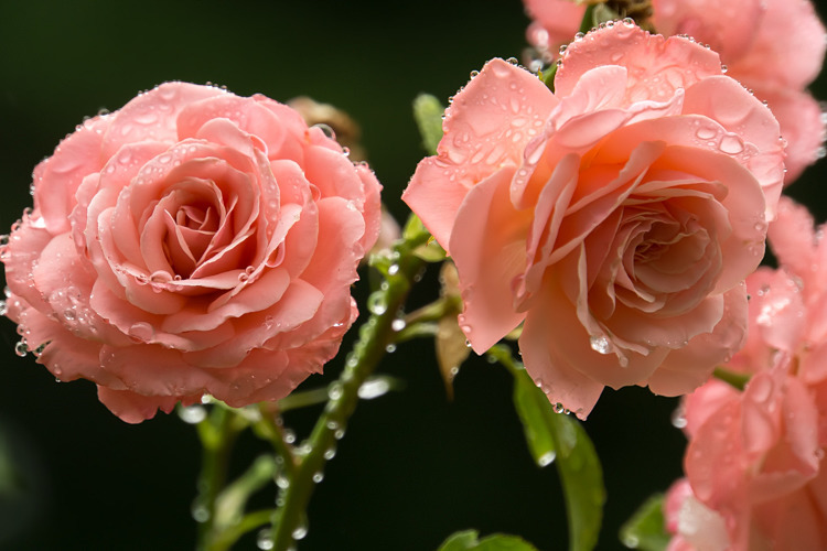 雫薔薇