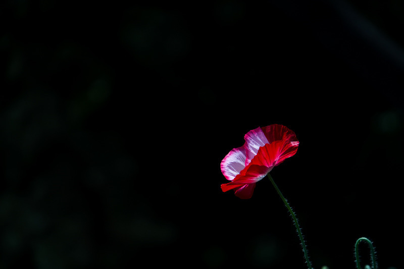 Poppy