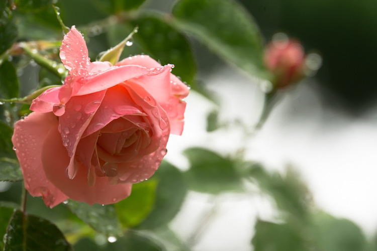 雫薔薇
