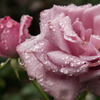 雫薔薇