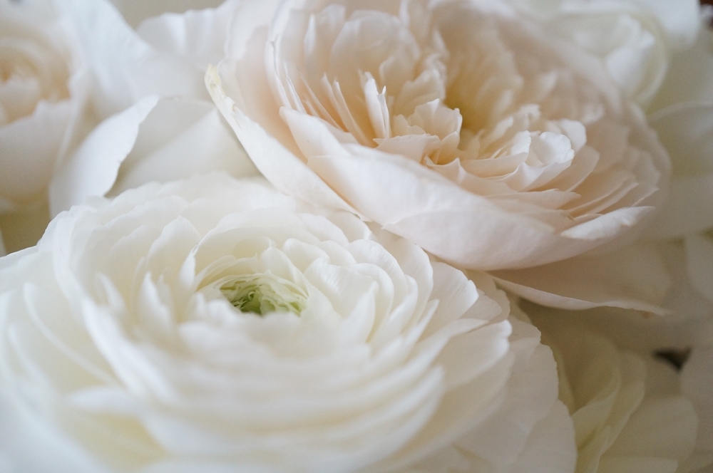 Anniversary Flower