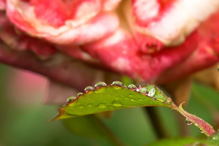 雫薔薇