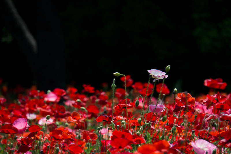 Poppy