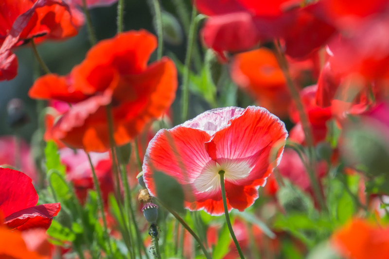 Poppy