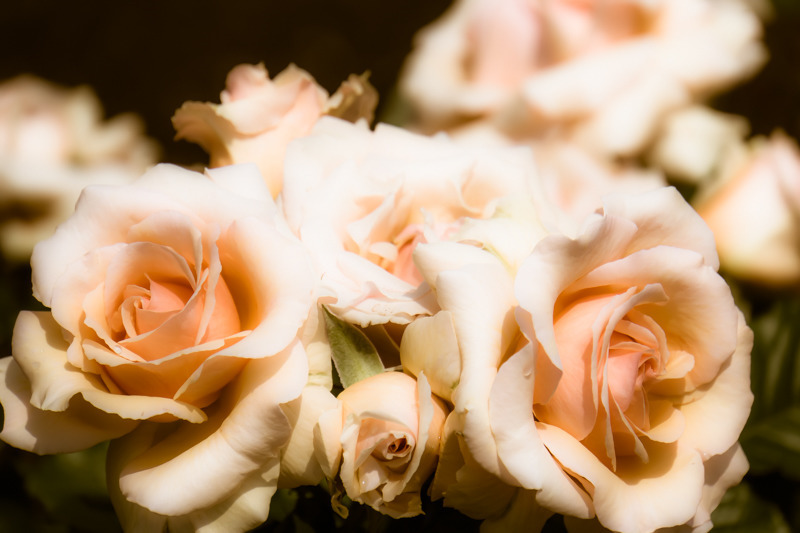薔薇