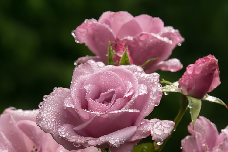 雫薔薇