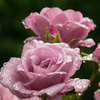 雫薔薇