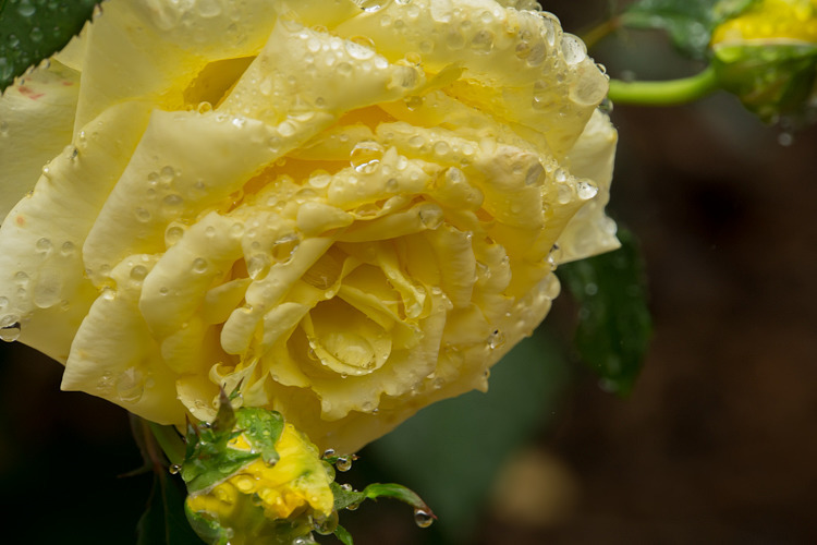 雫薔薇