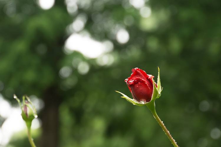 雫薔薇