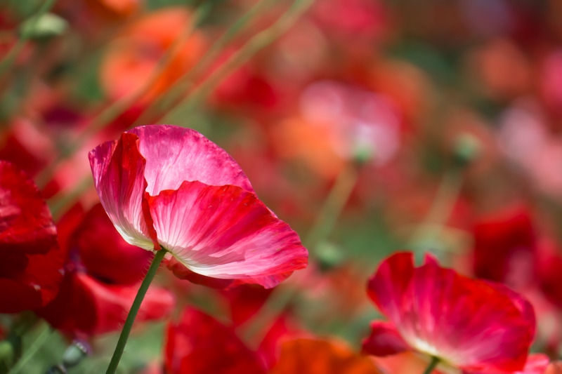 Poppy