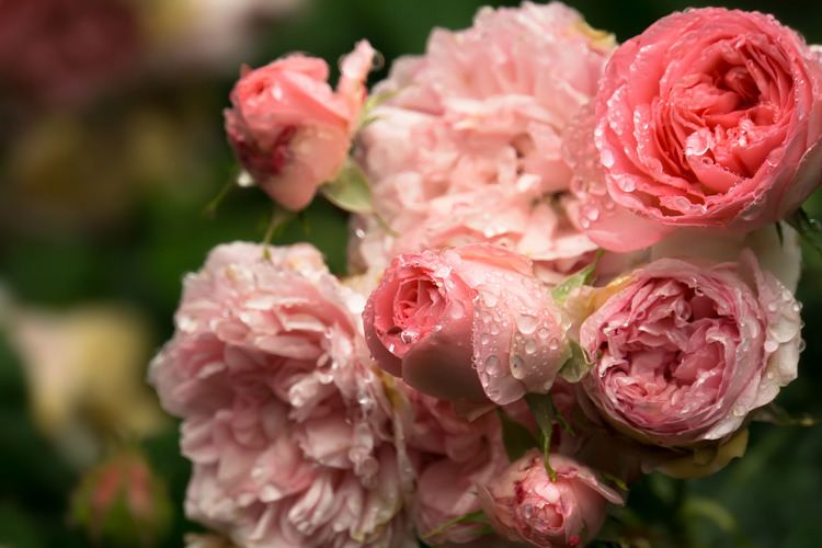 雫薔薇