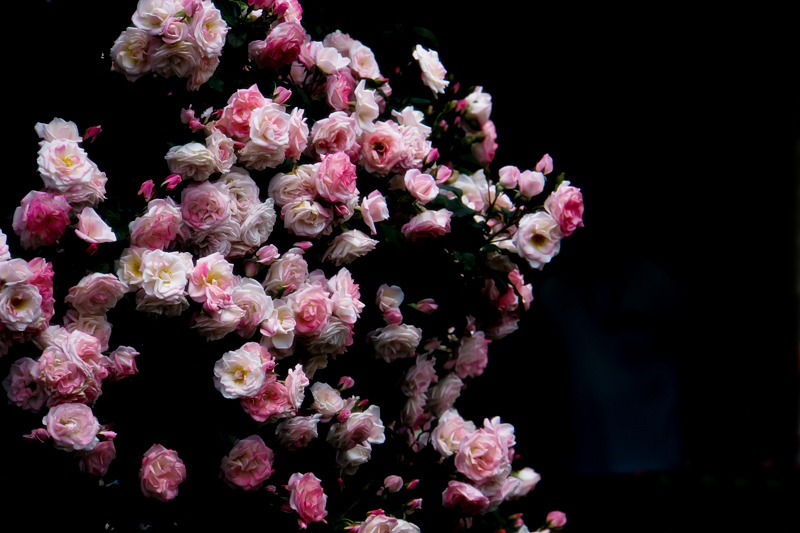 薔薇