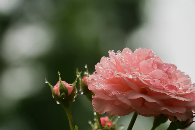 雫薔薇